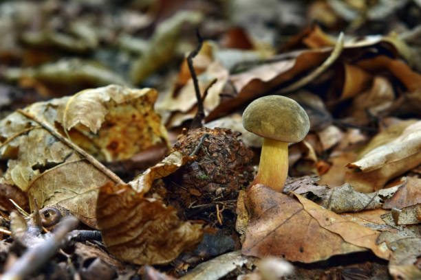 istock Boletus xerocomus subtomentosus 1275878789