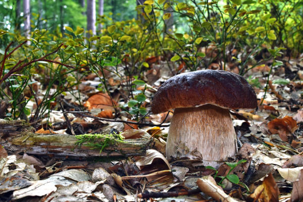 istock Boletus edulis edible mushroom 1275878894