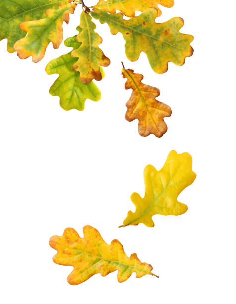 istock falling autumn oak leaves isolated on white 1275879196