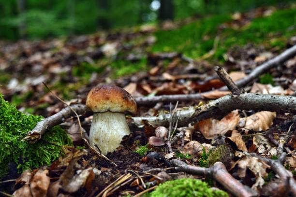 istock Boletus edulis edible mushroom 1275879214