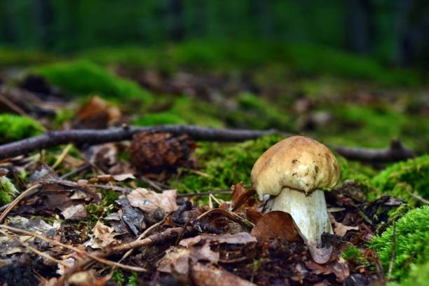 istock Boletus edulis edible mushroom 1275879928