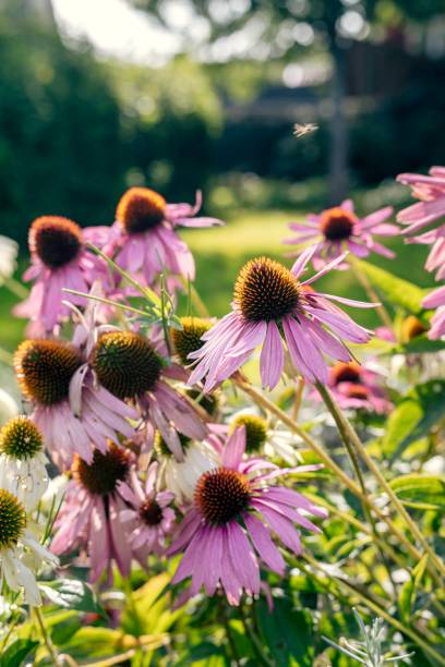 istock Close-up of pink flowers 1275880304