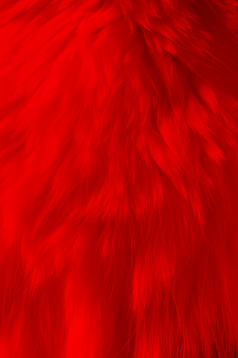Red animal fur texture background.