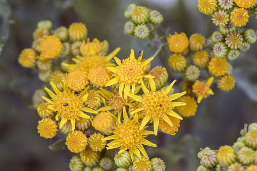 Senecio species plant with medicinal properties of medium size and intense yellow flowers on erect green stems and unfocused green background flash lighting