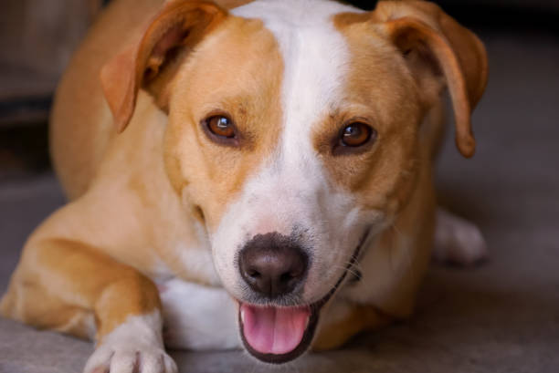 istock adorable white and brown mongrel dog 1275881641