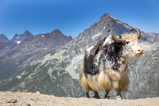 powerful beautiful bull stands against the backdrop of snow-capped mountain peaks. Astrological oriental symbol of the upcoming 2021 New Year.