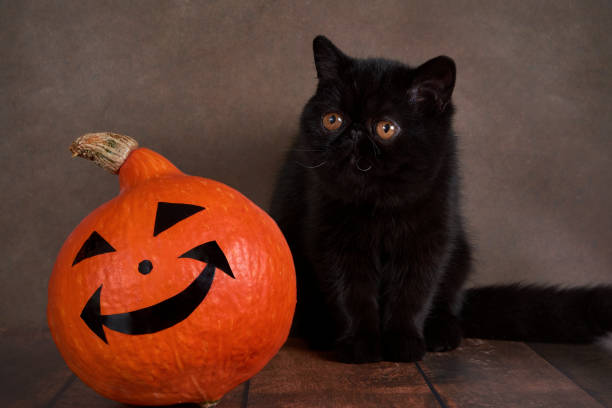 istock Black cat breed exotic with Halloween pumpkin on brown background. 1275882814