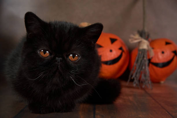 istock Black cat breed exotic with Halloween pumpkin on brown background. 1275882827