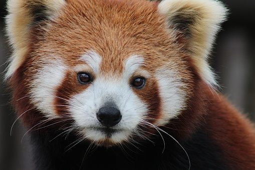 Red Panda at the zoo