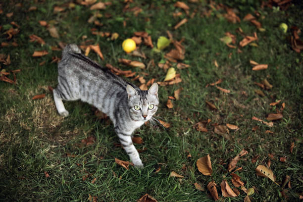 A tabby cat sits on a concrete patio, its green eyes fixed on something just out of frame.