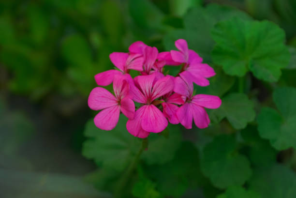 istock cute chili santiago flowers 1275884964