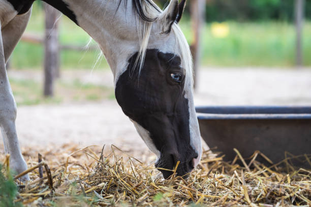 istock brown and white horses are playing on the farm 1275885039