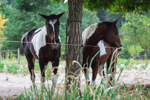 istock brown and white horses are playing on the farm 1275885077