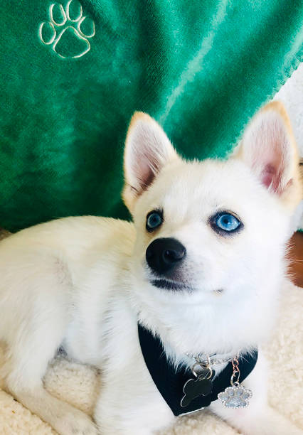 istock Puppy portrait Malibu ca 1275885117