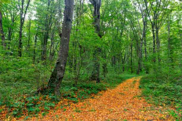 istock Dense forest in the middle of autumn 1275902846