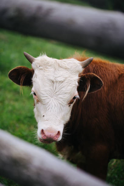 istock Beautiful cow with brown fur and white head 1275910527