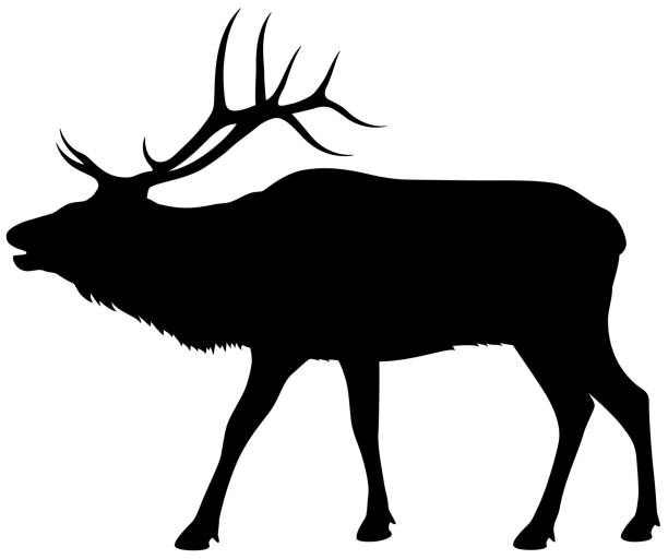 Elk Silhouette Vector illustration of a silhouette of a standing, bugling bull elk against a white background. Illustration uses no gradients, meshes or blends, just solid black. Includes AI10-compatible .eps format, along with a high-res .jpg. wapiti stock illustrations