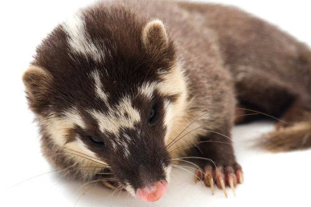 istock The Javan ferret-badger (Melogale orientalis) is a mustelid endemic to Java and Bali, Indonesia. isolated on white background 1275917864