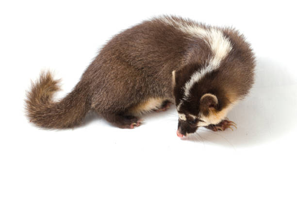 istock The Javan ferret-badger (Melogale orientalis) is a mustelid endemic to Java and Bali, Indonesia. isolated on white background 1275919207