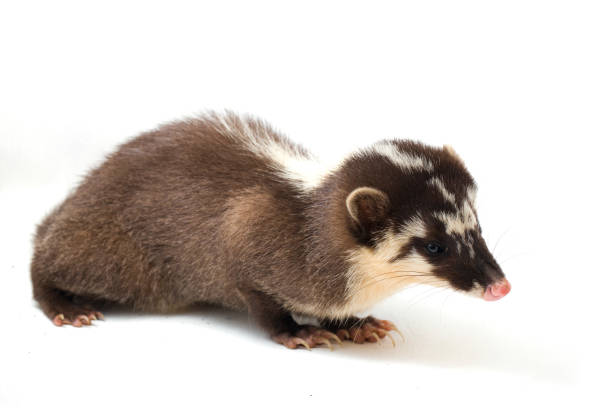istock The Javan ferret-badger (Melogale orientalis) is a mustelid endemic to Java and Bali, Indonesia. isolated on white background 1275920404