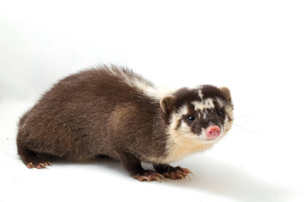istock The Javan ferret-badger (Melogale orientalis) is a mustelid endemic to Java and Bali, Indonesia. isolated on white background 1275920738