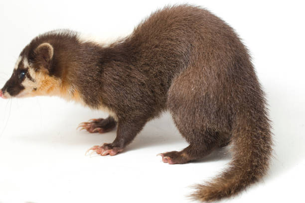 istock The Javan ferret-badger (Melogale orientalis) is a mustelid endemic to Java and Bali, Indonesia. isolated on white background 1275923915