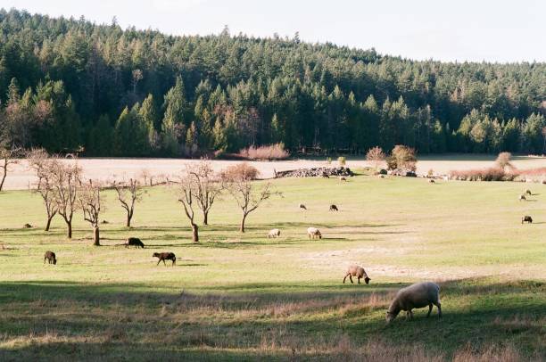 istock Ruckle Farm on Salt Spring Island 1275935054