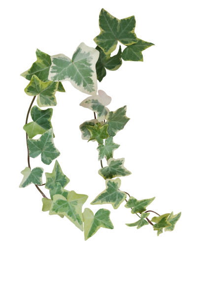 l'edera fogliame variegata verde lascia l'arrampicata pianta di vite, rami appesi di edera in vaso al chiuso pianta d'appartamento isolata su sfondo bianco con percorso di ritaglio. - ivy wall green vine foto e immagini stock