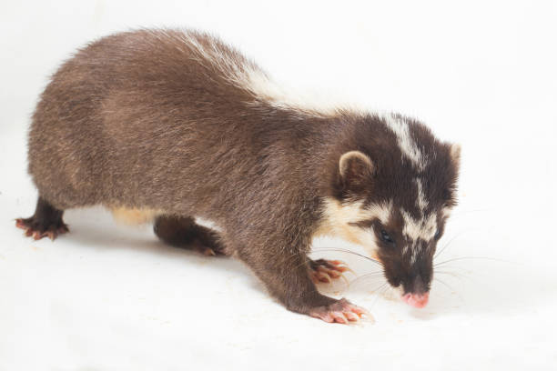 istock The Javan ferret-badger (Melogale orientalis) is a mustelid endemic to Java and Bali, Indonesia. isolated on white background 1275945647