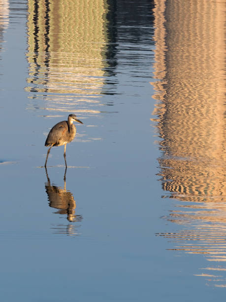 istock Blue Heron on the Detroit River 1275947383
