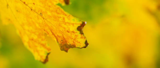 istock Maple leaves on a blurred background. Autumn background with yellow maple leaves 1275951750