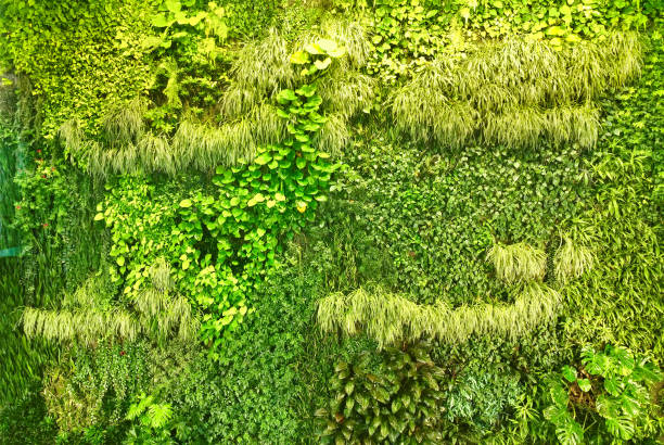 Vertical garden, Green Wall or Biowall with plants.