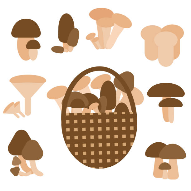 흰색 배경에 버섯세트. 가을 컨셉. - chanterelle basket edible mushroom mushroom stock illustrations