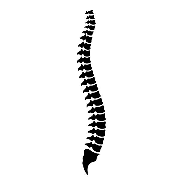 ilustraciones, imágenes clip art, dibujos animados e iconos de stock de icono vectorial de columna espinal - physical therapy human spine symbol medical exam