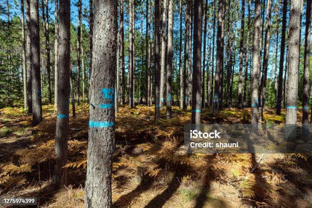 Managed Pine Woodlot Stock Photo - Download Image Now - Forest, Business Finance and Industry, Canada