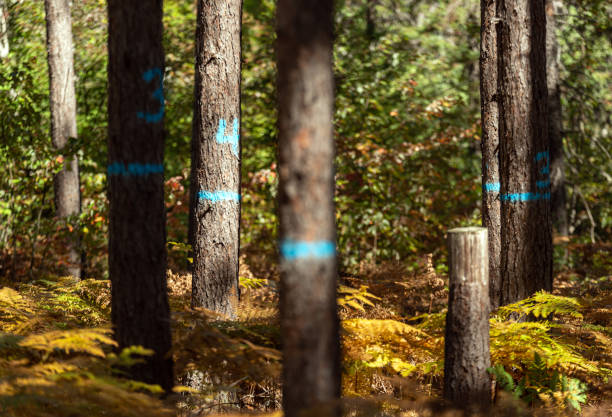 istock Managed Pine Woodlot 1275974623