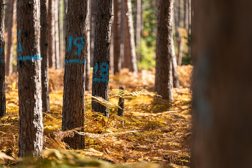 Managed pine woodlot employing selective cutting.