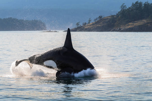 istock Orca Whale Swimming In The Ocean 1275978544