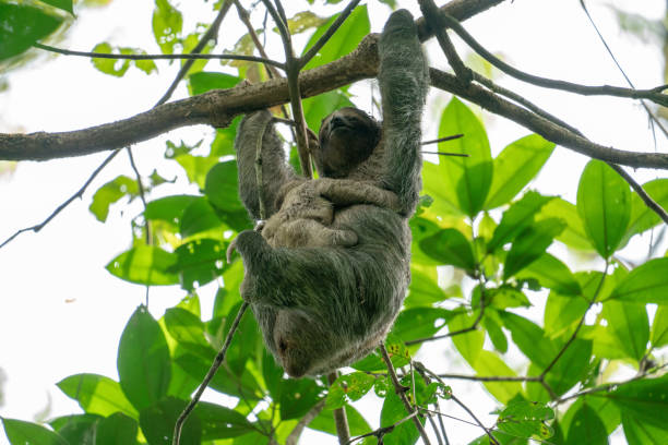 istock Mom and Baby Sloth 1275995724