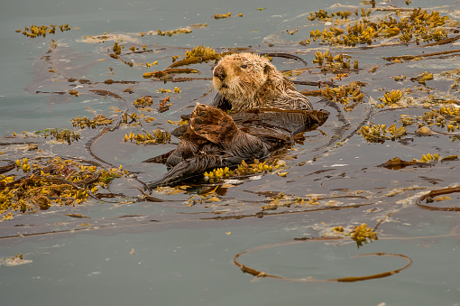 Sea Otter in Kelp, Enhydra lutris,  Glacier Bay National Park; Alaska. Resting wrapped in kelp.