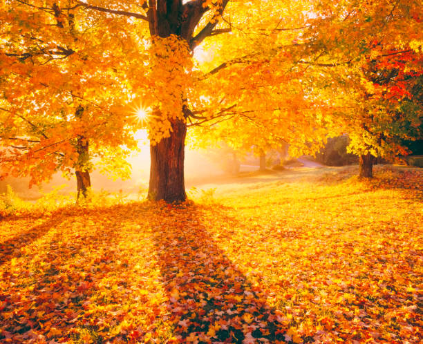 Sunburst rays illuminate golden yellow Sugar Maple East Washington, New Hampshire