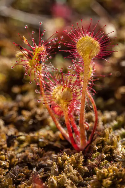 Drosera rotundifolia, Round-leaved Sundew or common sundew, Sphagnum bog plant, Glacier Bay National Park, Alaska. Carnivorous species in the Droseraceae family.