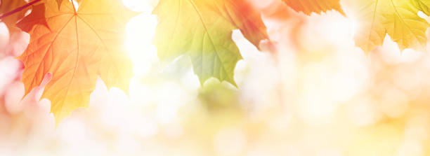 istock Colorful Autumn leaves on sunlight web banner or background 1276000392