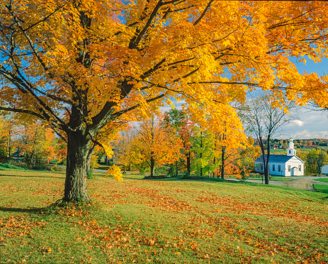 ROLLING AUTUMN COUNTRY SIDE WITH SUGAR MAPLE\nAT WESTFORD, VERMONT