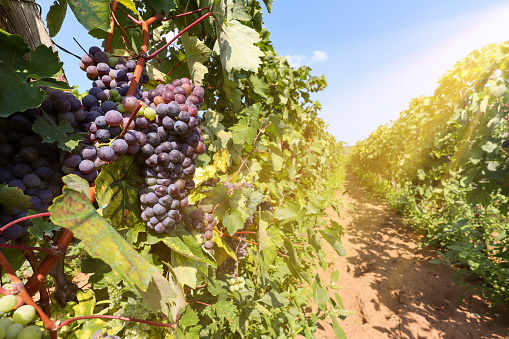 Red wine grapes at a vineyard near a winery before harvest, Wine production in the tuscany area, Italy Europe