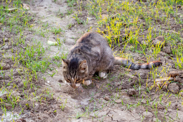 istock gray cat caught a mouse and eats it in the street. Basic instinct in animals 1276008345