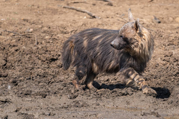 istock Brown hyena at a waterhole 1276012724