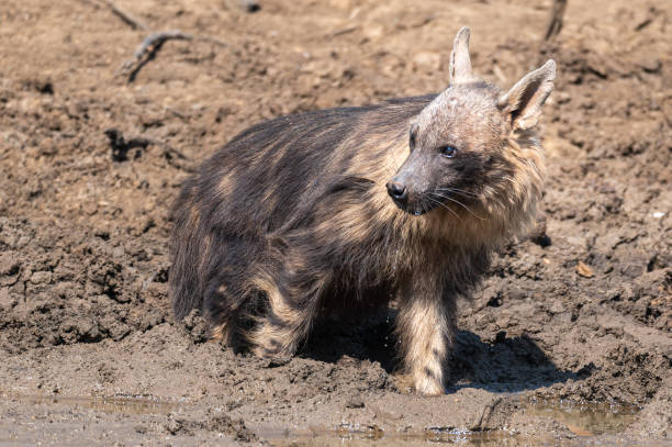 istock Brown hyena at a waterhole 1276012757