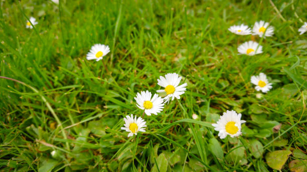 spring glade with beautiful flowers of chamomile , other names also matricaria or german chamomile. - chamomile plant german chamomile summer green imagens e fotografias de stock