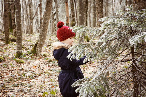 a little girl stands near a frost-covered spruce branch. travel and walks in winter with children. new year vacations. fabulous landscape.